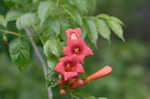 Trumpet creeper